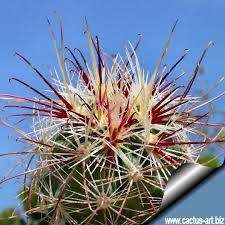 Image result for Sclerochiton obtusisepalus