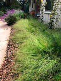 Californian cannabis company for dogs, cats, horses & people organic~raw~non psychoactive find love grass in link below. Lovegrass University Of Florida Institute Of Food And Agricultural Sciences