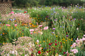 What wild flowers can you eat. Guide To Wildflower Gardens