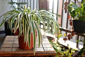 For example, a child left in a hot car or an athlete exercising hard in hot weather can dehydrate. Low Maintenance Houseplants That Will Live Even When You Re Away Spider Plant Benefits Plants Bamboo Plants