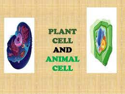 It forms a barrier between cell and its environment. Power Point Presentation Of Animal Cell And Plant Cell