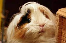 Peruvian Guinea Pigs