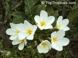 Plumeria Alba Dwarf Plumeria Toptropicals Com