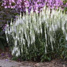 Read more on the 48 flowers compiled below to decide which option suits your needs. 15 White Perennials Walters Gardens Inc