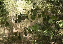 Image result for Erythroxylum platycladum