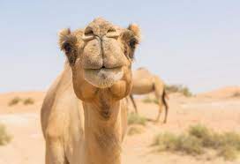 Read the article how much does it cost to design an app? Adopt A Camel