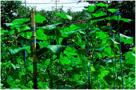 Image result for Cucumis aetheocarpus