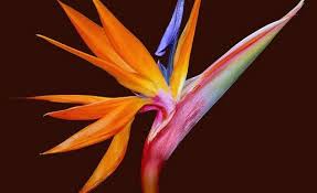 Mexican Bird Of Paradise Plant Varieties Bird Of Paradise Jpg Birds Of Paradise Flower Birds Of Paradise Plant Paradise Flowers