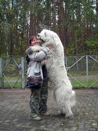 This Dog Who Wants A Hug Huge Dogs Big Dogs Giant Dogs