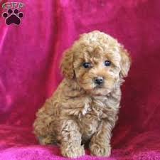 Wednesday Toy Poodle Puppy For Sale In Pennsylvania Poodle Puppy Toy Poodle Puppy Toy Poodle Puppies