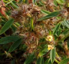 Image result for Stylosanthes guianensis