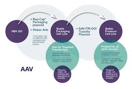 Gene Therapy Vector Production Workflows Proof Of Clonality Solentim