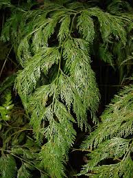 Image result for Davallia chaerophylloides