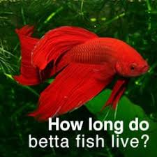 This article provides a 'must know' checklist and examples of the best betta fish tank mates. How Long Do Betta Fish Live Tips To Increase Your Bettas Lifespan