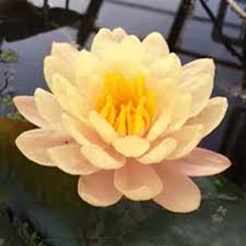 Image result for Nymphaea sulphurea