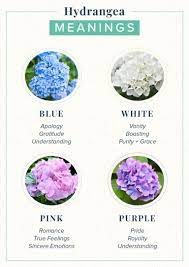 In alkaline soils, they'll be vivid pink. Hydrangea Meaning Symbolism History Proflowers Flower Meanings Rose Color Meanings Hydrangea