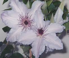 We did not find results for: Clematis White Snow Queen Garden Land