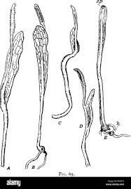 Image result for Ophioglossaceae