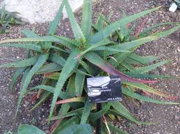 Image result for Aloe cameronii × greatheadii