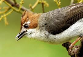 Cucak jenggot mini atau ciung air adalah burung kecil yang mirip dengan cucak jenggot hanya saja ukuranya jauh lebih kecil. Mengenal Burung Yuhina Kalimantan Yang Mirip Dengan Cucak Jenggot