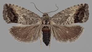 Image result for Cydia splendana