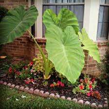 Elephant Ears Elephant Ears Plants Front Yard