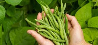 Water the plants after fertilizing. Green Bean Care And Growing Guide Do It The Proper Way