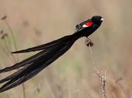 Gauteng Garden Birds Of South Africa Long Tailed Widow Gauteng South Africa Minden Superstock South African Animals Free Wallpaper African Animals