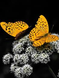 You'll never have to worry about our insects. About Wild Animals Pair Of Yellow Butterflies Yellow Animals Yellow Butterfly Beautiful Butterflies