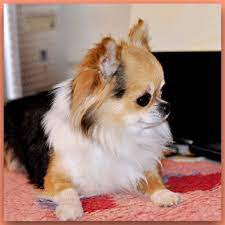 Kennel Chihuahua Legenda Toltekov Chih Jimdo Com Cute Chihuahua Chihuahua Puppies Cute Animals