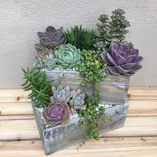 How To Take Care Of Succulent In January Succulent Garden Design Succulent Garden Diy Succulent Garden Indoor