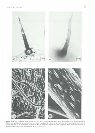 Image result for Pavetta lasiopeplus