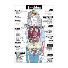 Harmful Effect Of Smoking Chart