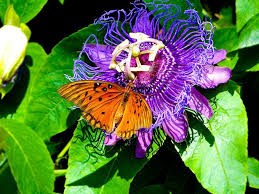 Butterfly On Passion Flower Butterfly Garden Design Butterfly Garden Butterfly Garden Plants