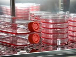 How to grow cell culture. Defining Success In Stem Cell Culture Biocompare The Buyer S Guide For Life Scientists