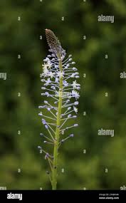 Image result for Asparagus natalensis