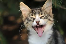 In truth, panting usually does not. Signs Of Illness In Cats Cat Health Cats Guide Omlet Us