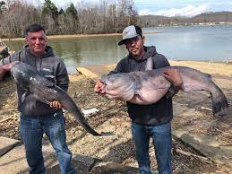 Massive Catfish Caught In East Tennessee Komo