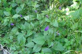 Image result for Brillantaisia pubescens