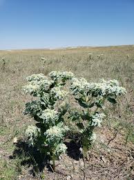 Image result for Eragrostis welwitschii