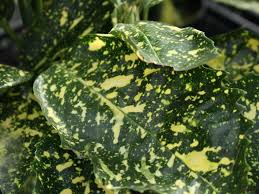 アオキの育て方 木や花の特徴は どんな植物 Horti ホルティ By Greensnap
