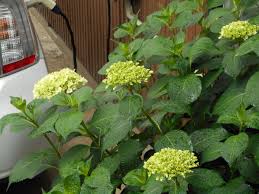 アジサイの花の部分が緑の葉っぱみたいになってるのは病気 あえて病気にさせて売ってたりもするらしい こわ Togetter