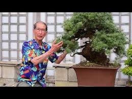 Herons Bonsai Spring Colours Youtube Spring Colors Bonsai Colours