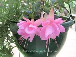 Maybe you would like to learn more about one of these? Fuchsia Plant Care Growing Fuchsias In Baskets