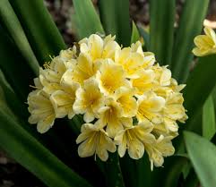 Mirabilis are native to shady woodlands of summer rainfall areas of southern africa, particularly south africa. Clivia Flower Power