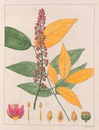 Image result for Maprounea