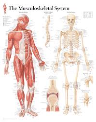 Anatomical Wall Charts Scientific Publishing