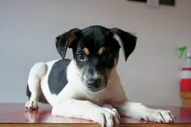 Black And White Rat Terrier Adopt Shadow On Petfinder Rat Terrier Dogs Catahoula Leopard Dog Mix Dog Mixes