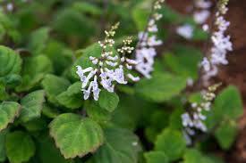 Image result for Plectranthus alboviolaceus
