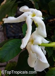 Image result for Glyphaea tomentosa